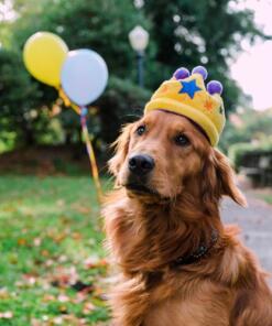 Canine Crown 13 Canine Crown