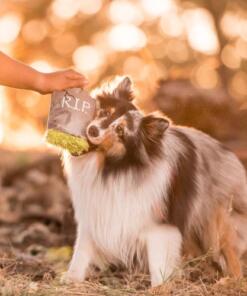 Ghoulish Grave 21 Ghoulish Grave