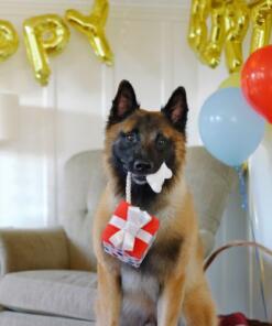 Pawfect Present 20 Pawfect Present