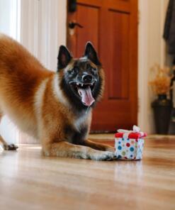 Pawfect Present 19 Pawfect Present