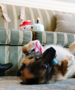 Raise the woof party horn