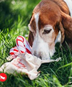 Candy Canes 17 Candy Canes