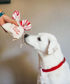 Candy Canes 16 Candy Canes