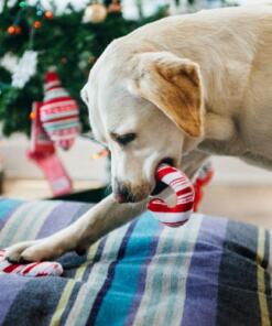 Candy Canes 14 Candy Canes