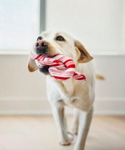 Candy Canes 13 Candy Canes