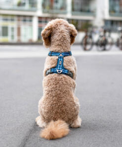 Comfort Walk Air tuig 3.0 29 Comfort Walk Air tuig 3.0