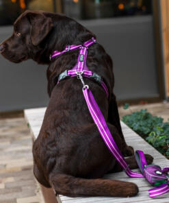 Pouch Organizer lijntas 2.0 26 Pouch Organizer Lijntas 2.0 Dog Copenhagen Tas voor aan de hondenlijn Lifestyle Pouch Organizer 3