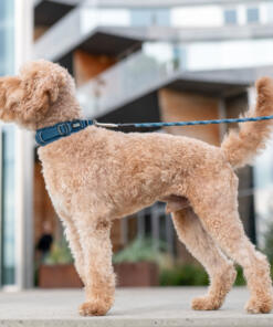 Urban Explorer Halsband 3.0 29 Urban Explorer Halsband 3.0