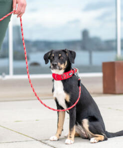 Urban Explorer Halsband 3.0 30 Urban Explorer Halsband 3.0