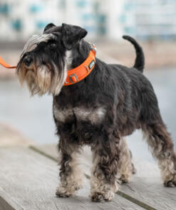 Urban Explorer Halsband 3.0 31 Urban Explorer Halsband 3.0