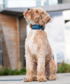 Urban Explorer Halsband 3.0 33 Urban Explorer Halsband 3.0