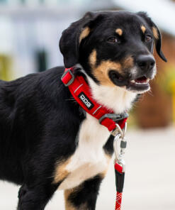 Urban Explorer Halsband 3.0 36 Urban Explorer Halsband 3.0