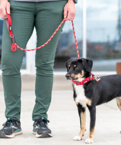 Urban Rope Lijn 3.0 30 Urban Rope Lijn 3.0 Dog Copenhagen lijn voor de hond Lifestyle Urban Rope Leash 4