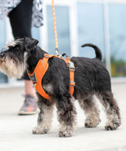 Comfort Walk Pro tuig 3.0 29 Comfort Walk Pro Tuig 3.0 Orange Sun