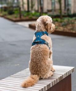 Comfort Walk Pro tuig 3.0 31 Comfort Walk Pro Tuig 3.0 Ocean Blue