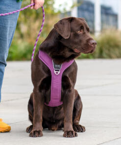 Comfort Walk Pro tuig 3.0 32 Comfort Walk Pro Tuig 3.0 Purple Passion