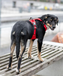 Comfort Walk Pro tuig 3.0 33 Comfort Walk Pro Tuig 3.0 Classic Red