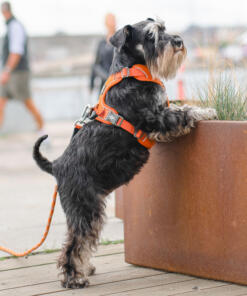 Comfort Walk Pro tuig 3.0 34 Comfort Walk Pro Tuig 3.0 Orange Sun