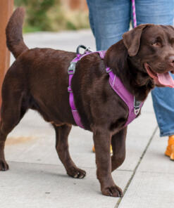 Comfort Walk Pro tuig 3.0 36 Comfort Walk Pro Tuig 3.0 Purple Passion