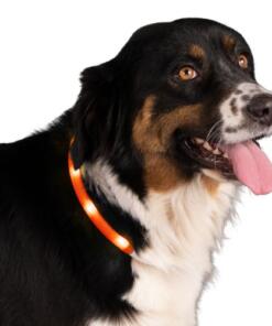 Lichtgevende halsband, oplaadbaar