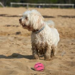 Neutron Star Tennisbal met pieper roze