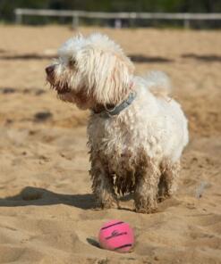 Neutron Star Tennisbal met pieper 3st 16 Neutron Star Tennisbal met pieper roze