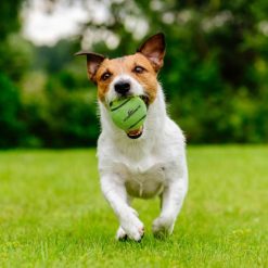 Neutron Star Tennisbal met pieper groen