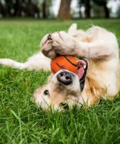 Neutron Star Tennisbal met pieper 3st 14 Neutron Star Tennisbal met pieper oranje