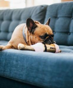 Barking Bubbly Muttscato 12 Barking Bubbly Muttscato