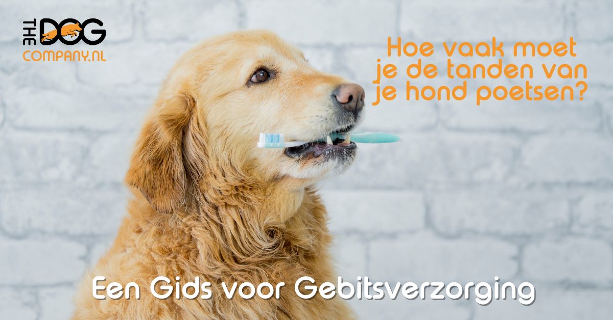 Hoe vaak moet je de tanden van je hond poetsen? Een Gids voor