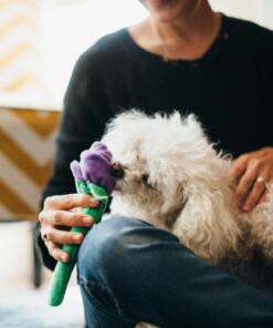 Rover's Roses 14 Rover's Roses