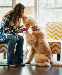 Rover's Roses 13 Rover's Roses