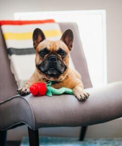 Rover's Roses 15 Rover's Roses