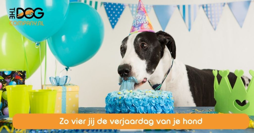 Zo vier jij de verjaardag van je hond