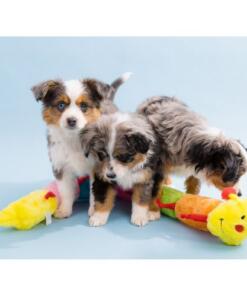 Caterpillar 10 Caterpillar