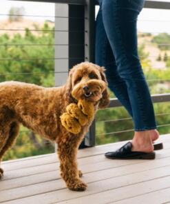 Pup Cup Cafe Cookies n’ Treats 15 Pup Cup Cafe Cookies n’ Treats