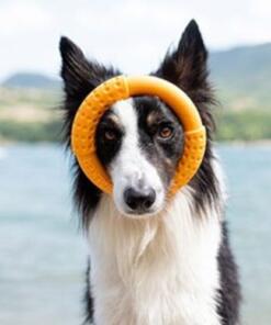 Ring - Kiwi Walker 12 Ring Kiwi Walker Hondenspeelgoed ronde ring 5