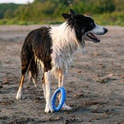 Ring Kiwi Walker Hondenspeelgoed ronde ring 8