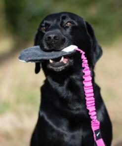 BungeeCutie Tug Toy 14 BungeeCutie Tug Toy