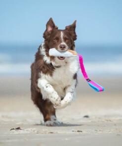 BungeeCutie Tug Toy 15 BungeeCutie Tug Toy