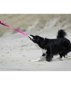 BungeeCutie Tug Toy 16 BungeeCutie Tug Toy