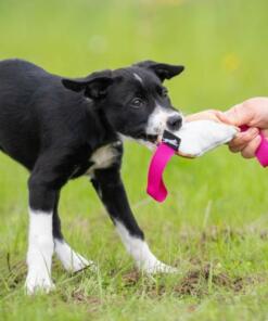 Cutie Tug Toy 13 Cutie Tug Toy