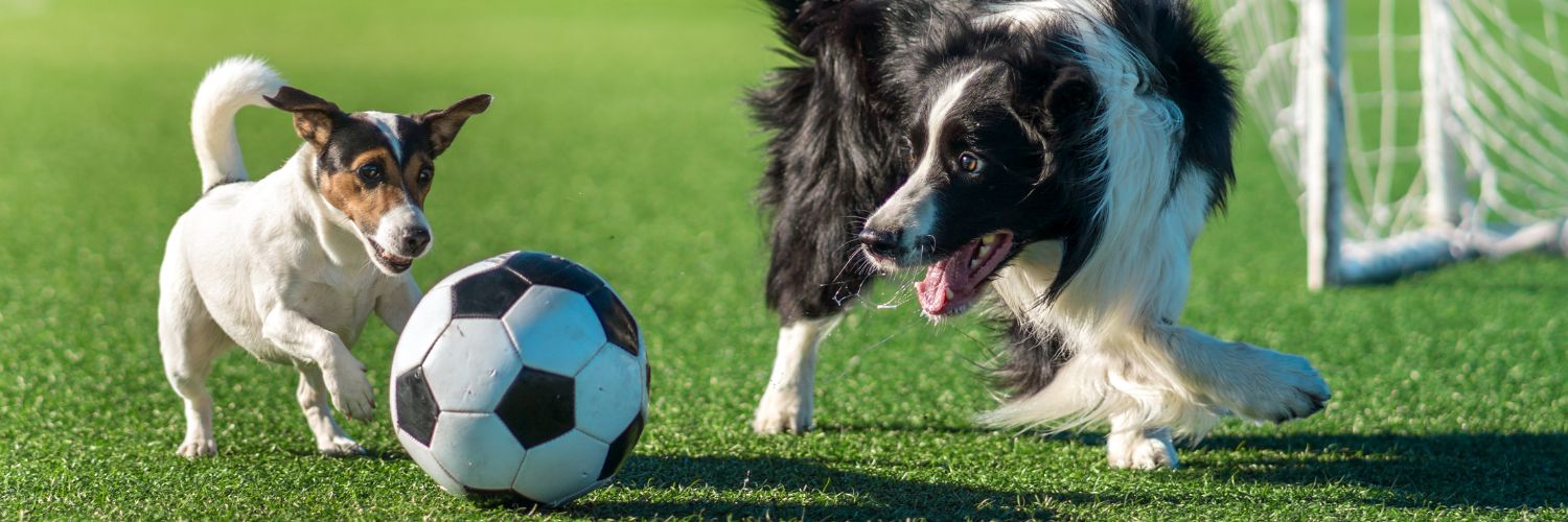 Homepage The Dog Company 5 Banner EK Voetbal