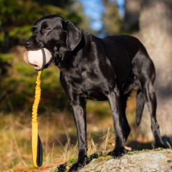 BungeeSweetie XL - Oranje/Zwart
