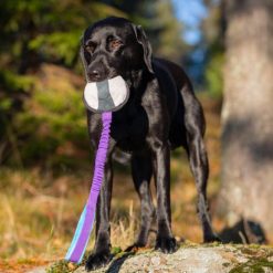 BungeeSweetie XL - Paars/Blauw