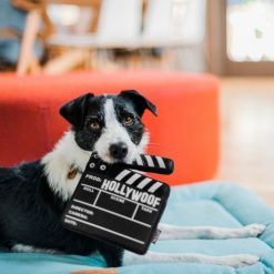 Hollywoof Cinema Doggy Director Board