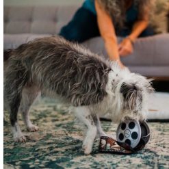 Hollywoof Cinema Momo's Movie Reel 7 Hollywoof Cinema Momos Movie Reel P.L.A.Y. Movie speelgoed voor de hond 11