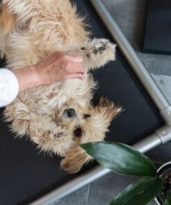 HighBed - Stretcher 15 HighBed Stretcher