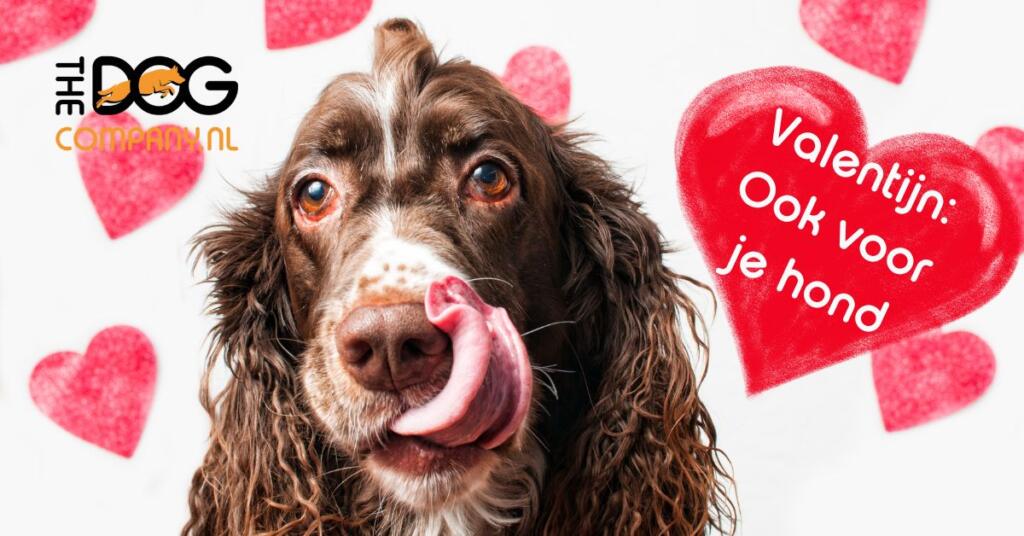 Valentijnsdag: Laat ook je Hond Voelen Hoeveel je van Hem Houdt! ❤️🐾