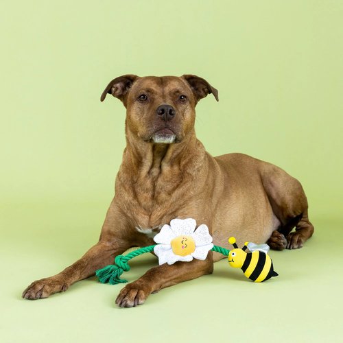 I'm Pollen For You | Hondenspeelgoed Touw met Squeaker en Crinkle 5 Hond liggend naast pluche touwspeelgoed met bij en bloem op groene achtergrond